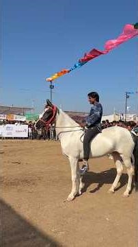 Horse vs Motorcycle Race at Sarangkheda Horse Fair 2025 #ChetakfestivalSarangkheda