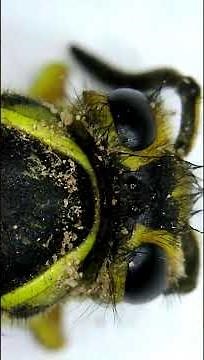 🟨 Yellowjacket Anatomy: Simple Eyes (Ocelli) 🟨