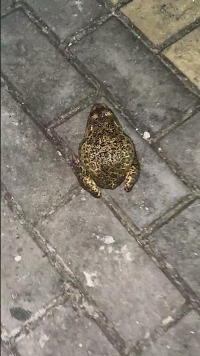 Unexpected frog attack startles woman in Anhui, China