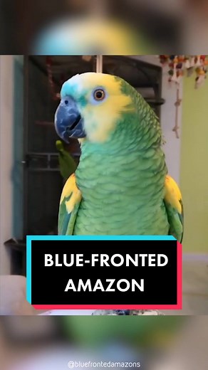 Blue-Fronted Amazon Parrot: A Stunning Beauty in the Bird Kingdom