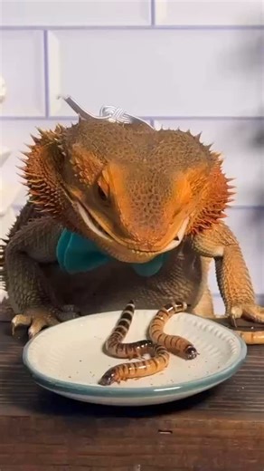 Valerie Musser on Instagram: "Wermz. Here are five interesting mealworm facts: 1. They’re Not Actually Worms – Despite their name, mealworms are the larval stage of the darkling beetle (Tenebrio molitor). They go through four life stages: egg, larva (mealworm), pupa, and adult beetle. 2. High in Protein – Mealworms are an excellent protein source, making them a popular feeder insect for reptiles, birds, and even humans in some cultures. They contain around 50% protein by dry weight. 3. Can Diges