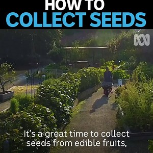 Collecting your own seeds is easy and a handy way to ensure next season's crop 🍅🌱🌶 | Gardening Australia