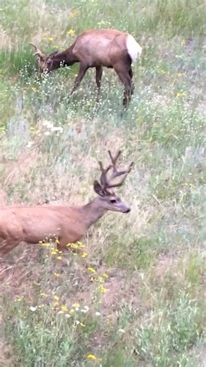 4x4 Muley in Velvet walks by herd of Elk.