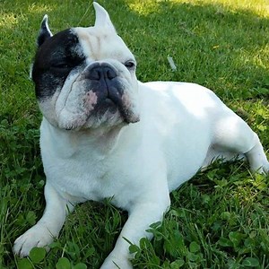 30K views · 3.2K reactions | Most Mondayey Tuesday ever.  #longweekend | Manny The Frenchie | Facebook