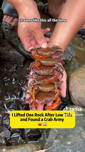 Found a Crab Army Under a Rock After Low Tide — Crab Catching Tips