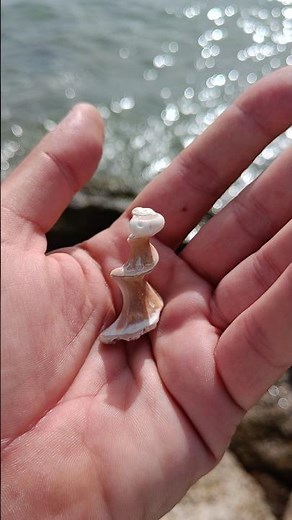 Perfect Spiral Shell Core Found 🌊 Beach Discovery #seashells