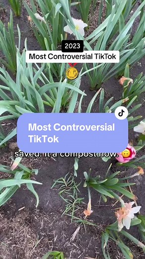 Tulip bulbs win the Superlative for most controversy 🌷 In the flower farming world, Tulips are treated as annuals. At harvest time, the entire tulip, with the bulb attached, is pulled from the ground. This is done for a few reasons: 🌷Gives the stem a longer stem length (important for bouquets and to sell to florists) 🌷Since the bulb is being cut off with the leaves, the bulb is basically a dud for next year & thrown away or composted. ***This is where so much controversy comes in*** For a tul