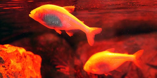 Quiz: Is This Animal Blind Or Not?