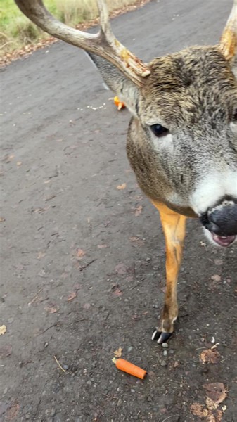 200K views · 2.6K reactions | Huge wild #deer | Nature_with_guri | Facebook