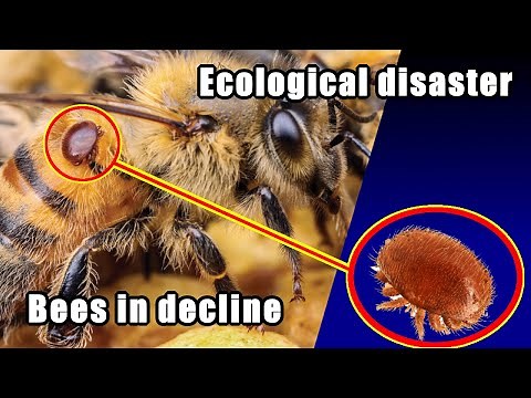 The Parasite Behind the Collapse of Honey Bees