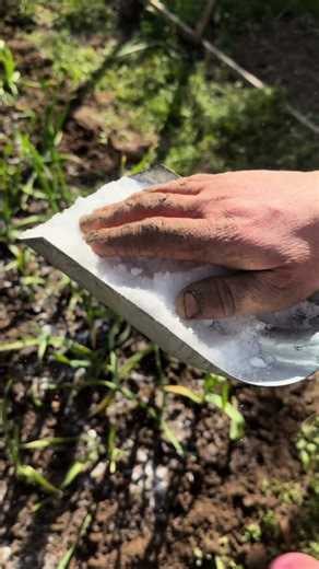 Aujourd’hui, sauvetage de mon ail jauni : désherbage, binage, magnésium, engrais et bon arrosage 💪🌱 Et ça repart ! Mes propres graines sont disponibles sur leboncoinn qui est en biographie Le jardin, une vraie passion ☀️😄 #jardin #jardinage #potager #ail #semis