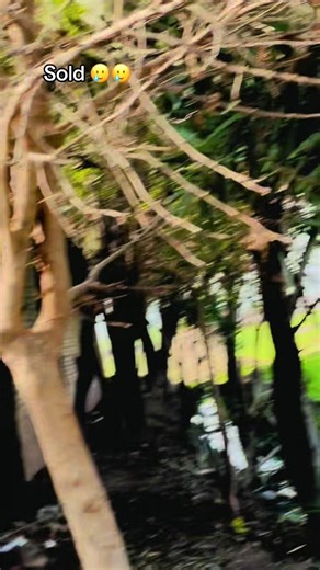 Raboot Satti (@rabootsatiii)’s videos with original sound - 🥀𝕸𝖆𝖑𝖎𝖐 𝕽𝖆𝖒𝖟𝖆𝖓 ❾❹❺❺