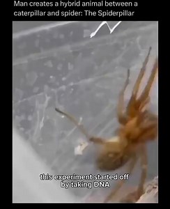 Man creates a hybrid animal between a caterpillar and spider: The Spiderpillar this experiment off by taking DNA\ - iFunny