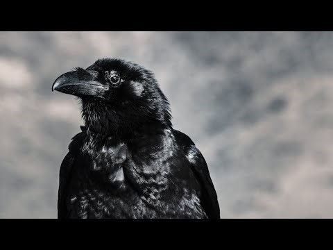 12 Pros and Cons of Having a Crow as a Pet
