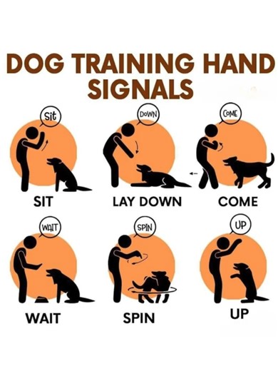 🐕‍🦺 Secret Dog Trainer Hacks: Master Hand Signals FAST! 🙌 #DogTraining #PetHacks #CanineObedience #PetOwner #PawsonCommand Elevate your dog training game with these expert hand signal techniques! 🙌🐾 Learn the insider tricks to quickly teach your pup commands using simple hand motions. Ditch the treats and get your furry friend obeying with just a wave of your hand. Nail obedience training and bond with your dog like a pro! Please FOLLOW, share and comment (it means a lot to me and the algo!