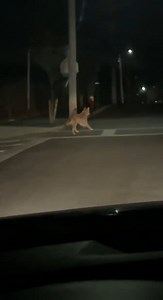 34K views · 260 reactions | How often do you see coyotes in the city? "Large coyote was seen at the corner of Rockdale and Nemasket St in #NewBedford." -Anonymous. | New Bedford Guide | Facebook