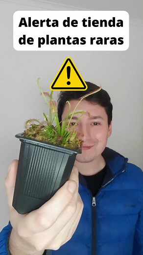 Esta plantita, llamada rocío de sol (Drosera capensis) utiliza un pegamento natural llamado mucílago para atrapar mosquitas o bichitos. Nunca reemplazará un buen insecticida orgánico, pero si es una excelente ayuda para ir eliminando algunas compañías indeseadas🤭💚 además es muy fácil reproducirlas❤. cualquier duda, ya sabes! comenta para poder ver y responder🥰 #plantasexoticaschile #plantasraras #plantasymascotas #pymechilena #emprendimientochileno