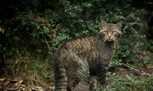 Postcode Lottery | RZSS