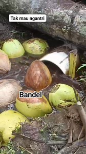 1M views · 11K reactions | Nurut ya | Eka Utari | Facebook