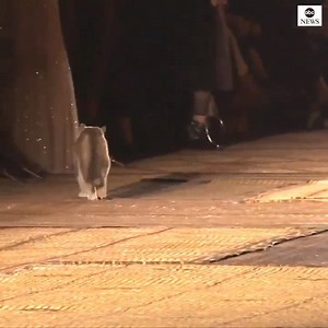 27K views · 306 reactions | #TRENDING VIDEO: A cat literally decided to join the catwalk during a Christian Dior fashion show this week. | ktnv.com : ABC News | KTNV Channel 13 Las Vegas | Facebook