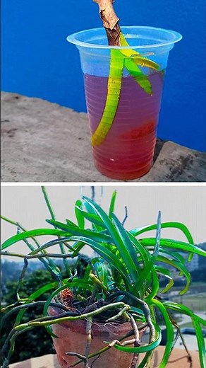 How to grow orchid plant at home from cuttings || Best & easy method for gardening //#highlights