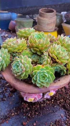 How to Repot Succulents: Step-by-Step Guide for Beginners 🪴