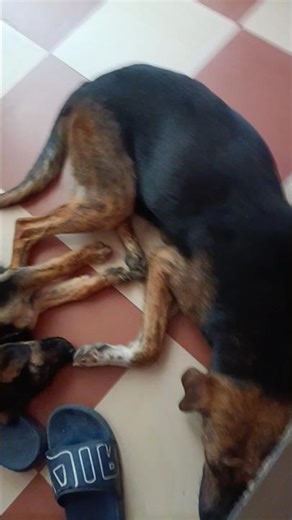 please help for dogs #dog #youtubeshorts #youtube #help #trending #trendingshorts