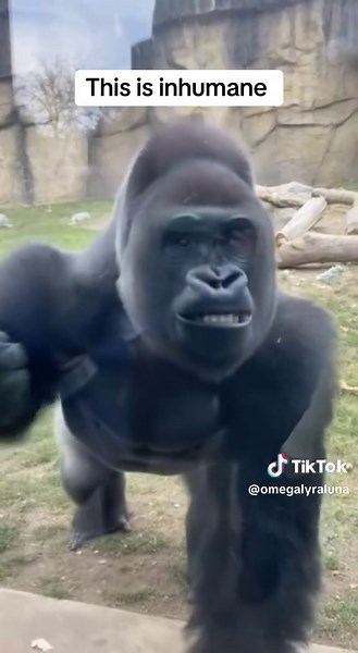 Gorillas may have tantrums when they feel threatened, frustrated, or unable to get what they want within their social group. These displays—such as throwing objects, pounding the ground, or vocalizing loudly—are often ways to communicate distress or assert boundaries. Tantrums also help reinforce social hierarchies, signaling to others how the gorilla is feeling or what it needs.#animal #zoo #gentlegiant #gorillaz