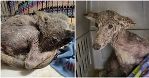 Woman rescues scared, emaciated animal — and no one can tell if it’s a dog or a coyote