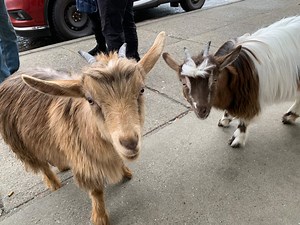 B.C. man causes stir running errands with 2 pet goats