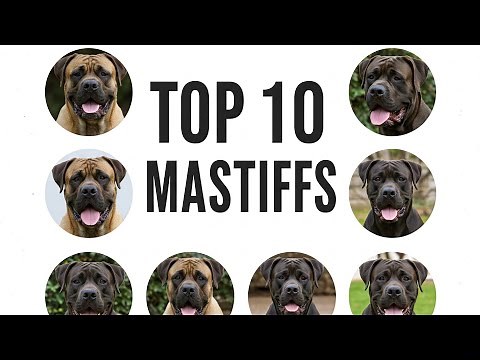 Which Mastiff Breed is the BEST? My Picks!!!