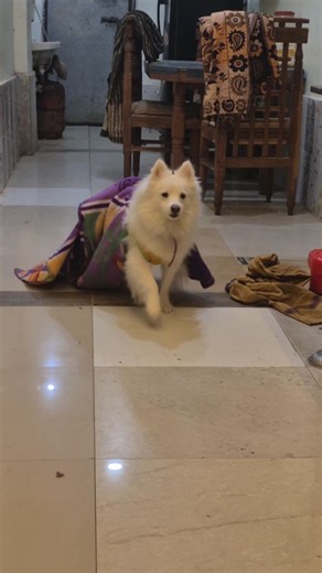 Ye kya leke ghum raha hai Rio 🤣 Indian spitz dog || Indian Spitz dog barking #dog #puppies #spitz