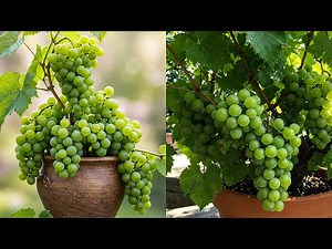 🌿How To Grow Grape Trees From Grape Fruit Using Water Bottles | Growing Grapes From Branches🍇🍇 #live