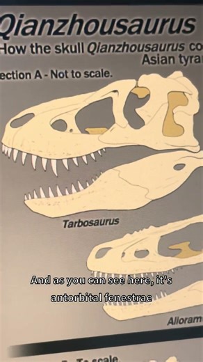 The Pinocchio Rex 🤥