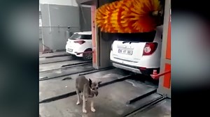 The Big Show - Video of the Day - The Automatic Dog Wash