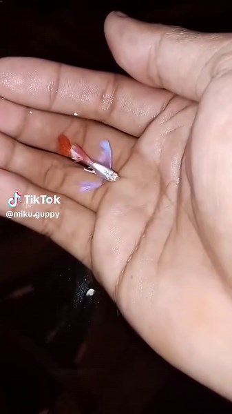 albino kupu-kupu🦋🦋 #guppyalbinoprtde #guppyalbinoprtde #guppyalbinokoi #bismillahfyp #guppyprtdehm #guppylover #tuxedokoi #guppyskyblue #guppyfullgold #guppy #guppyfullgoldvietnam #guppyfullgoldvietnam #tuxedokoiguppy