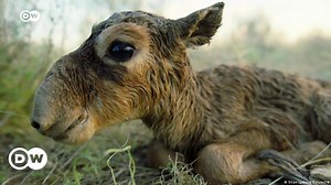 Comeback kids: Saiga antelope