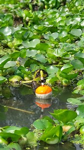 962K views · 4.1K reactions | Fish Hunting by Float | Fishing & Village Tradition | Facebook