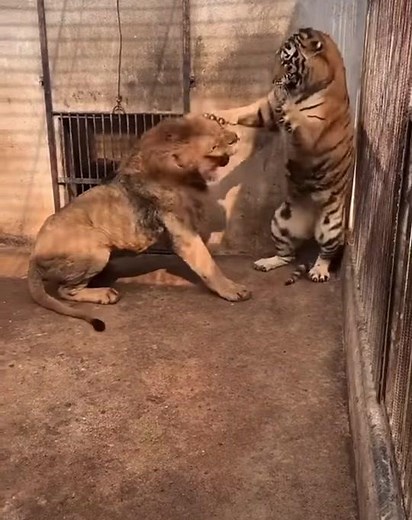 Omer Chaudhary on TikTok