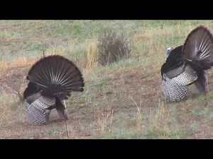Learning to Talk Turkey - Listen to Natural Turkey Sounds Up Close
