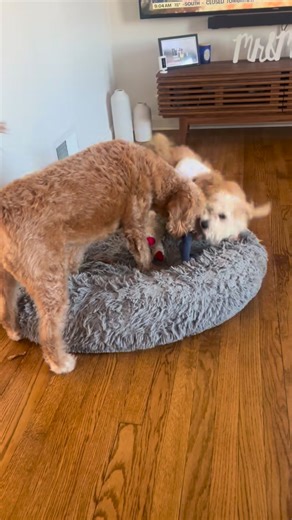A family reached out asking for our assistance in helping rehome the smaller furbaby and we are now urgently looking for a foster or foster to adopt for this sweet boy! He is a shi tzu mix around 9 months old! He’s dog and people friendly and obviously has no toy aggression😂 If you’re interested in fostering or fostering to adopting this sweet boy, please fill out the application below! https://www.rubywhiskers.org/foster If you need help filling out the foster application, please reach out to 