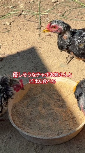 大軍鶏のヒヨコが洗礼を受けました。#shorts #タウチー#軍鶏#シャモ# #ファーム生活 # #沖縄vlog # #動物 #コールダック