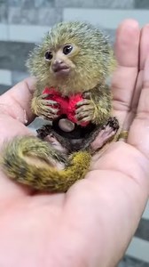 Worlds smallest monkey - Pigmy Marmoset, Western Thailand | World