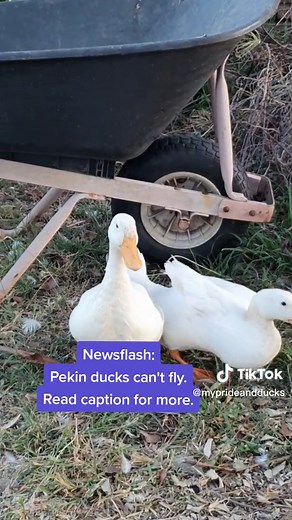 Pekin ducks were bred to be meat birds, therefore they are too heavy for their wings. This also makes them easier to contain. A lot of people comment on my videos asking why they don't just fly home and why they waddle home instead- this is why. This is another reason why dumping them in public ponds and lakes is so cruel. did you know that the term 'sitting duck' comes from the idea of ducks being vulnerable to dangers and predators when they are not in flight? Just over a year ago I knew nothi