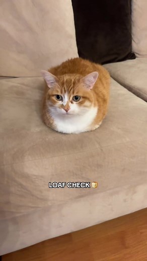 Best Cat Loaf Compilation