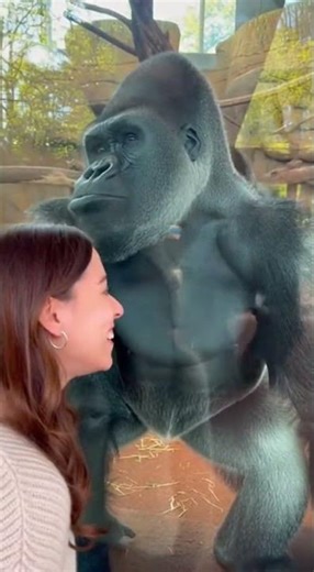 “Everything was normal at the zoo… until a gorilla love triangle exploded!”