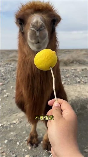 When a Camel’s Face Gives Old Wise Man Vibes