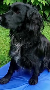 🐾 Άμεση ανακούφιση δροσιάς με τζελ που ενεργοποιείται με πίεση. 🌞 Ιδανικό για ζεστές μέρες, χωρίς νερό ή ηλεκτρισμό. 🎒 Ελαφρύ, αναδιπλούμενο και εύκολο στο καθάρισμα! Κάντε κλικ παρακάτω και αγοράστε τώρα👇 | vigoshop