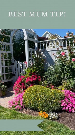 PERENNIAL chrysanthemums! Hear me out: I absolutely love chrysanthemums for the fall, but it starts getting cold here in Utah and I get super busy with work and Kids in Q4. So I personally like to plant the small size in the ground. I have them sprinkled throughout my entire yard, and they look like boxwoods all summer long. This little guy grew this much in ONE year! It’s hard to tell from the video, but this giant chrysanthemum is two of these little ones planted 2 feet apart. 🤯 these will di