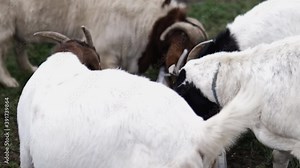 White horned goats eating grain and aggressively pushing away a younger goat